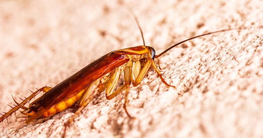 Close-up of an American cockroach on a textured wall