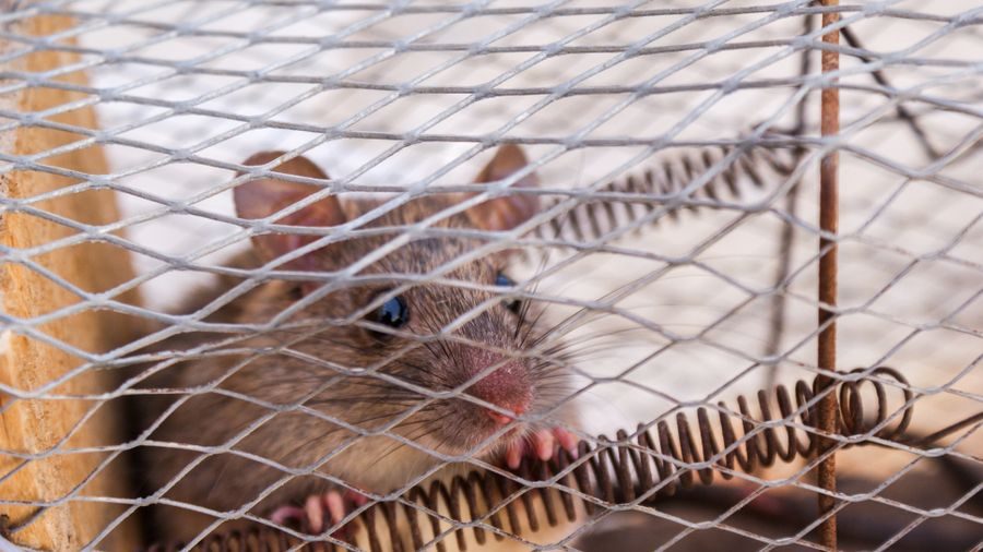 Close-up of a rat caught in a wire live trap